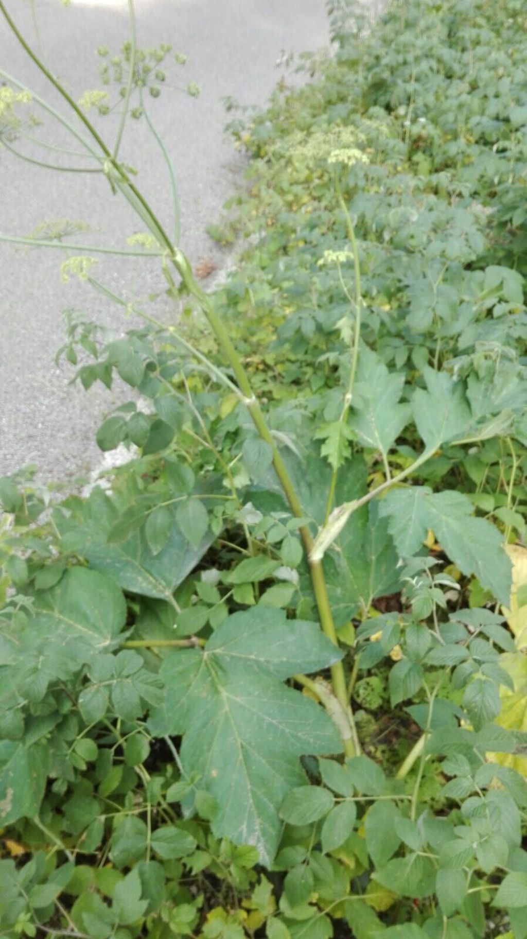 Heracleum sphondylium (Apiaceae)